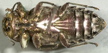 Media type: image;   Entomology 2688 Aspect: habitus ventral view